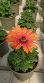 202204_plantes_2