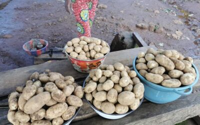Notre expertise en Guinée