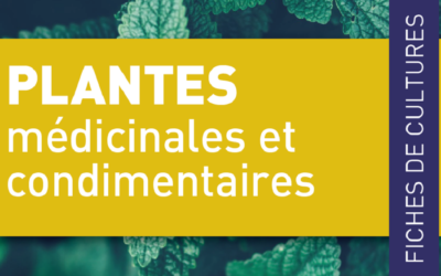 Abécédaire des plantes médicinales et condimentaires