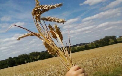 Résultats blé, escourgeon et céréales bio 2022