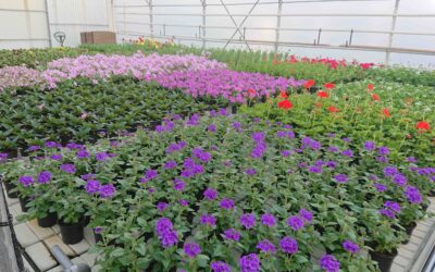 Vente annuelle de plantes