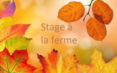 Stage de Toussaint à la ferme