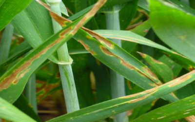 Journée phyto riche en infos