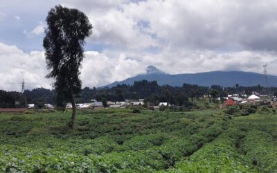 Nos agronomes au Rwanda