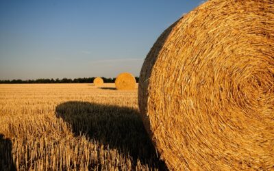 Rencontres estivales