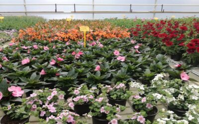 Grande vente de plantes