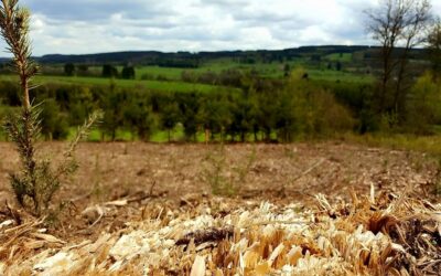 Toute l’actualité de Forêt Pro Bos
