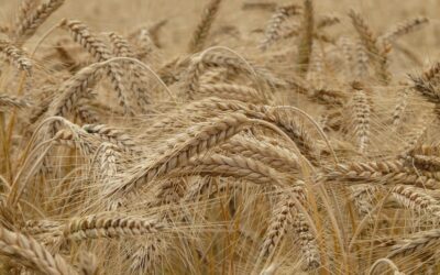 Résultats blé, escourgeon et céréales bio 2020-2021